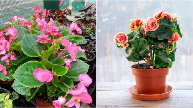 Embrace the Beauty of Pink Begonias: A Journey into Enchanting Floral Elegance