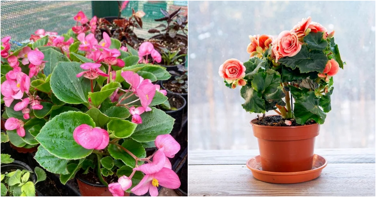 Embrace the Beauty of Pink Begonias: A Journey into Enchanting Floral Elegance