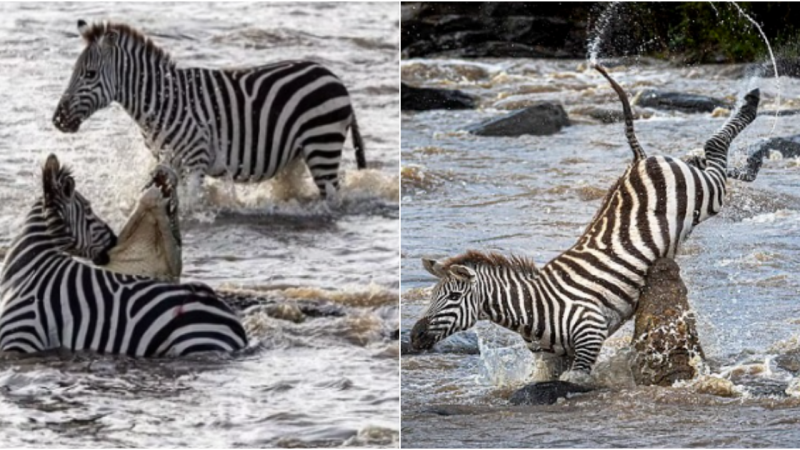 Epic Encounter: Zebra Defeats Ferocious Crocodile in Life-and-Death Battle