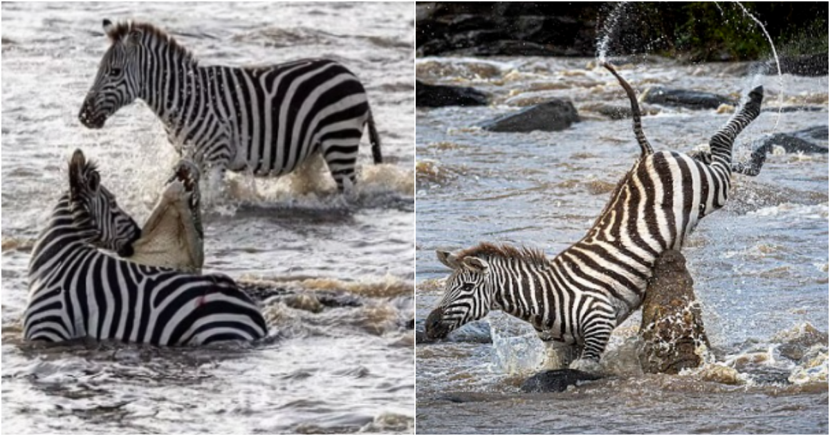 Epic Encounter: Zebra Defeats Ferocious Crocodile in Life-and-Death Battle