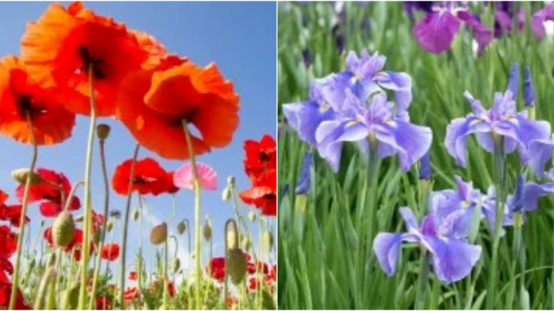 Transform Your Garden into a Summer Paradise: Essential Tips for a Spectacular Floral Display