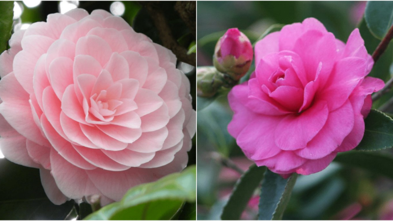 Cultivating Camellias: A Comprehensive Guide to Cultivating Exquisite Blooms and Ensuring Vigorous Plants for Years to Cherish