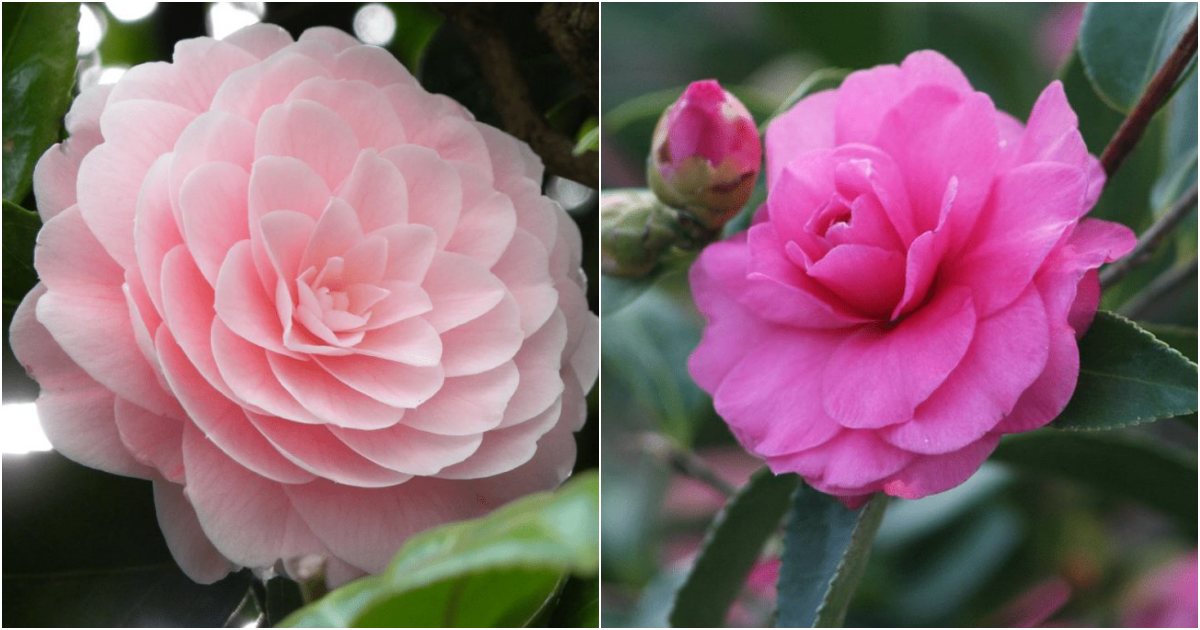 Cultivating Camellias: A Comprehensive Guide to Cultivating Exquisite Blooms and Ensuring Vigorous Plants for Years to Cherish