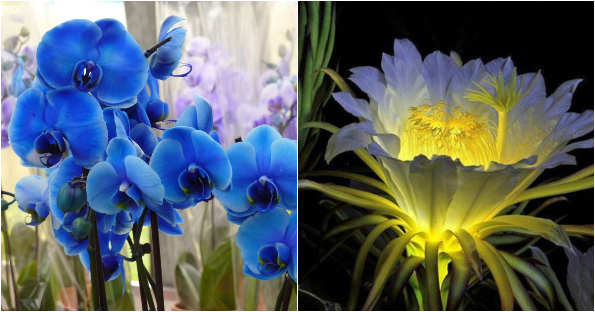 Exploring the Most Exquisite and Luxurious Flowers Around the Globe