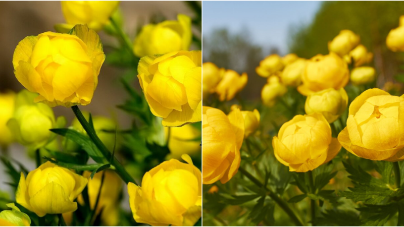 Cultivating and Nurturing Forget-Me-Not Flowers: A Guide for Gardening Enthusiasts