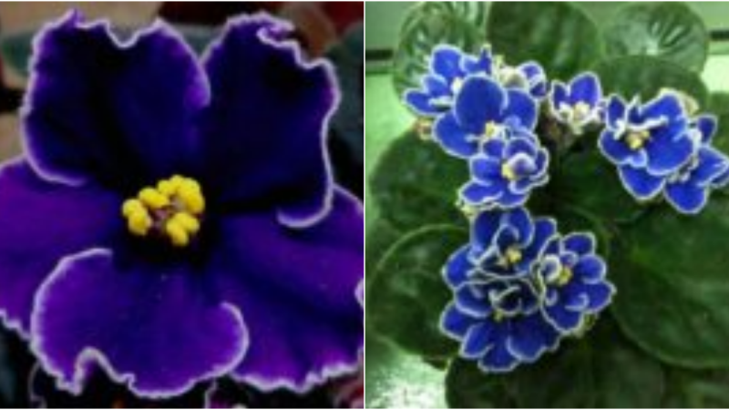 Easy Guide to Growing Vibrant African Violets at Home