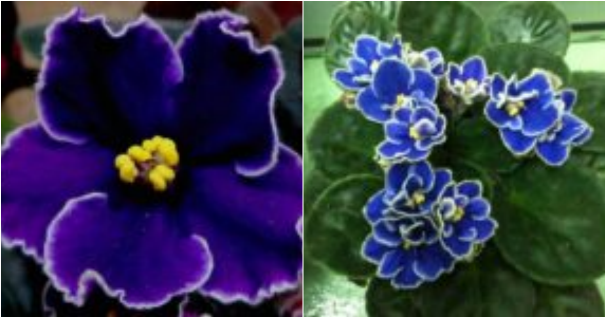 Easy Guide to Growing Vibrant African Violets at Home