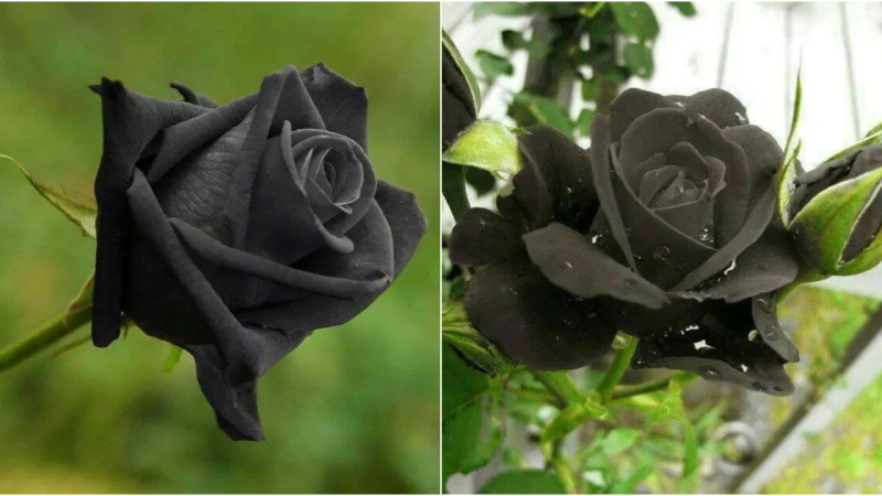 The Enigmatic Elegance of the Black Rose: A Distinctive Floral Marvel