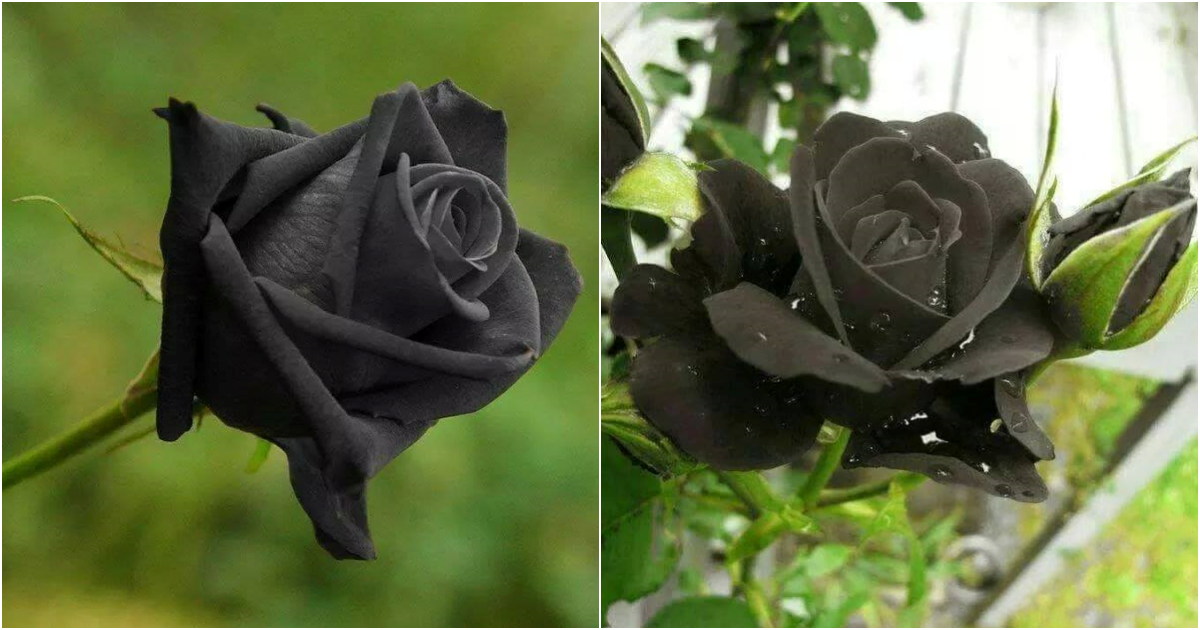 The Enigmatic Elegance of the Black Rose: A Distinctive Floral Marvel