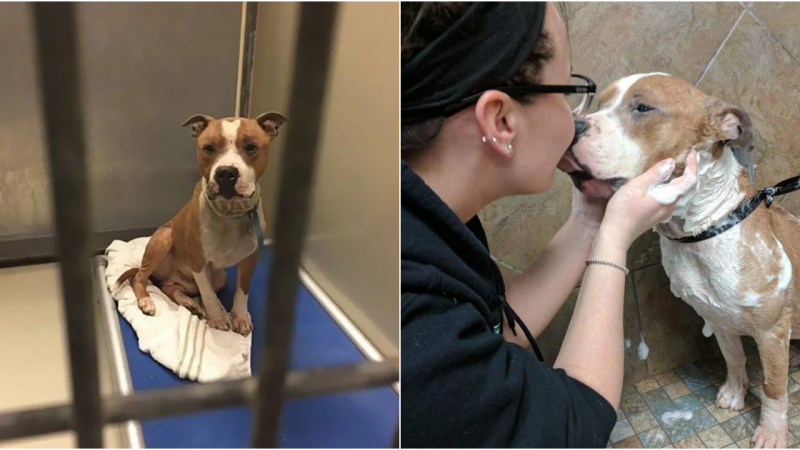 Heartwarming Tale: Pit Bull Can’t Stop Embracing Rescuer After Shelter Ordeal