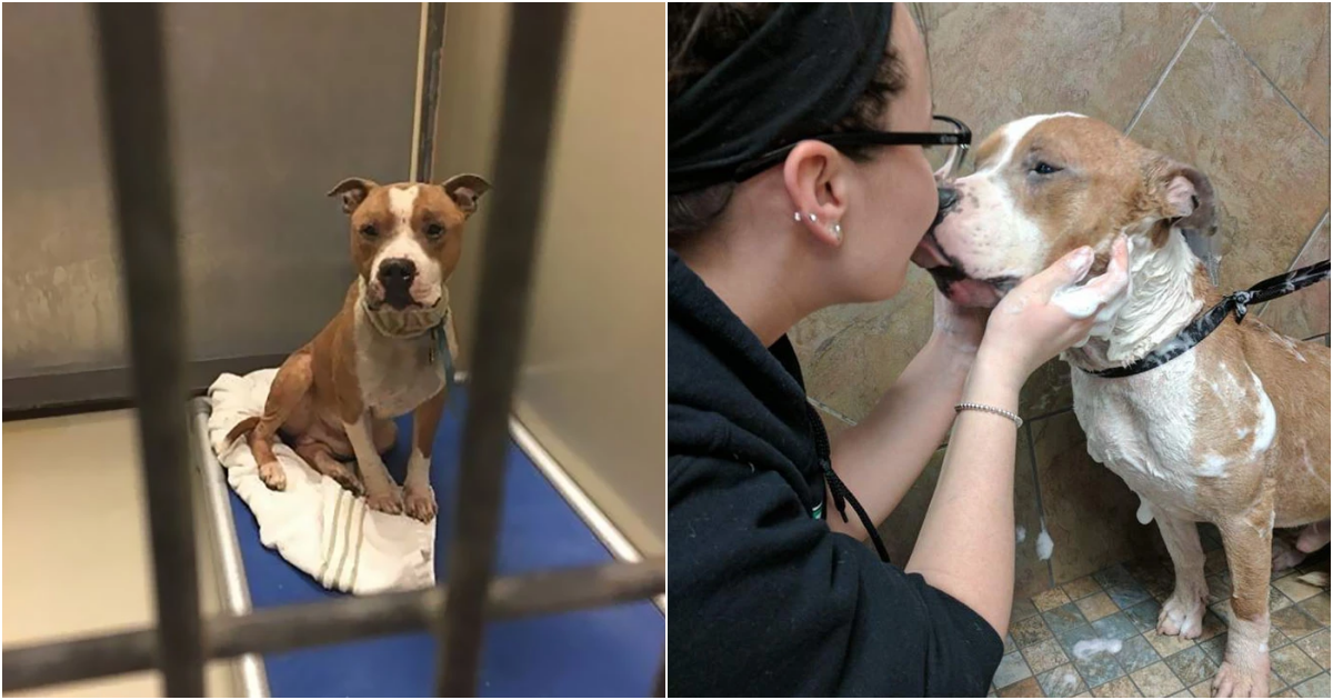 Heartwarming Tale: Pit Bull Can’t Stop Embracing Rescuer After Shelter Ordeal