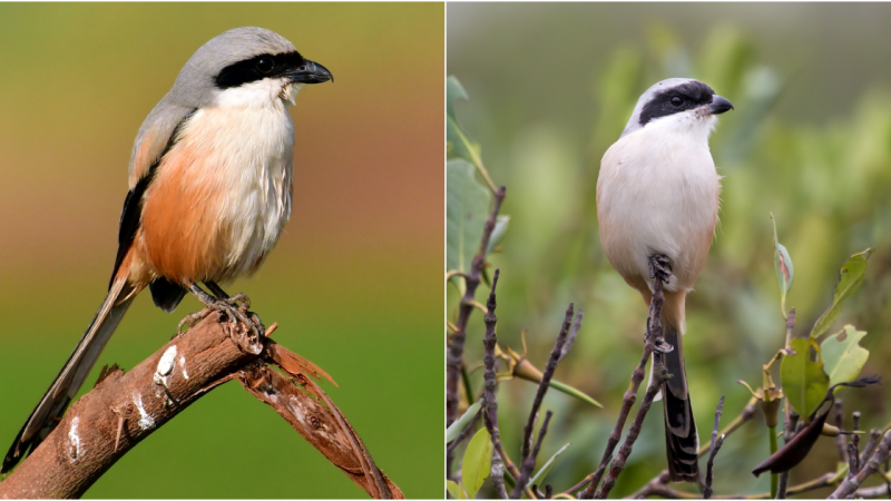 Unveiling the Long-Tailed Shrike: A Study of its Predatory Nature and Distinctive Characteristics