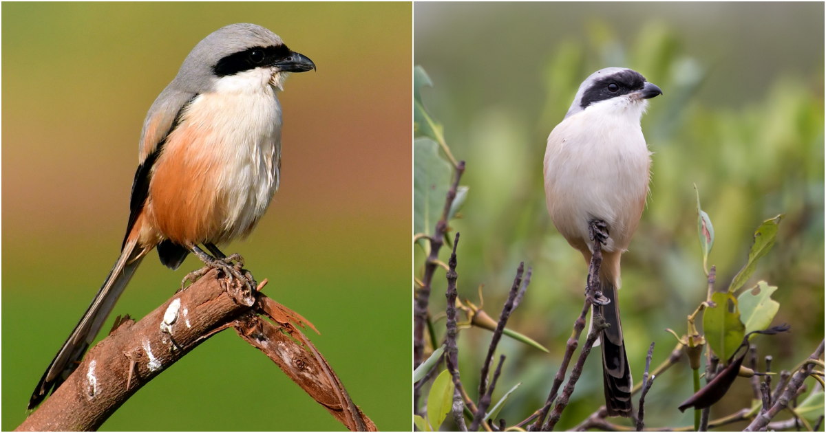 Unveiling the Long-Tailed Shrike: A Study of its Predatory Nature and Distinctive Characteristics