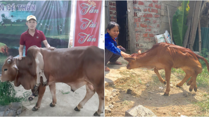 The Remarkable Tale of a Six-Legged Cow: Turning Disability into an Extraordinary Talent