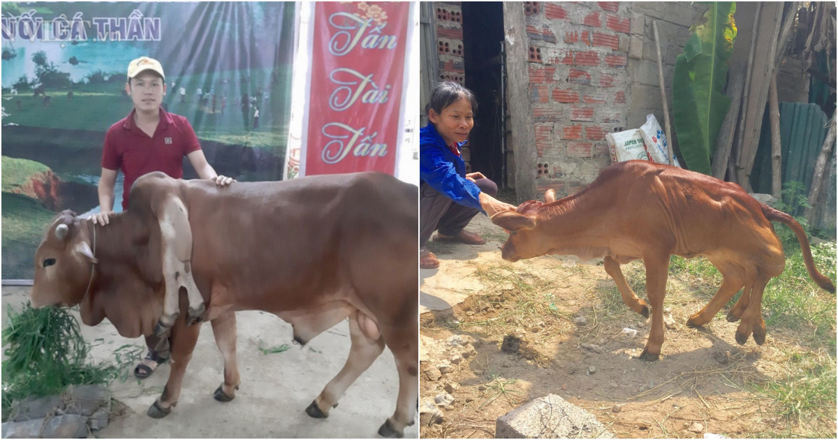 The Remarkable Tale of a Six-Legged Cow: Turning Disability into an Extraordinary Talent