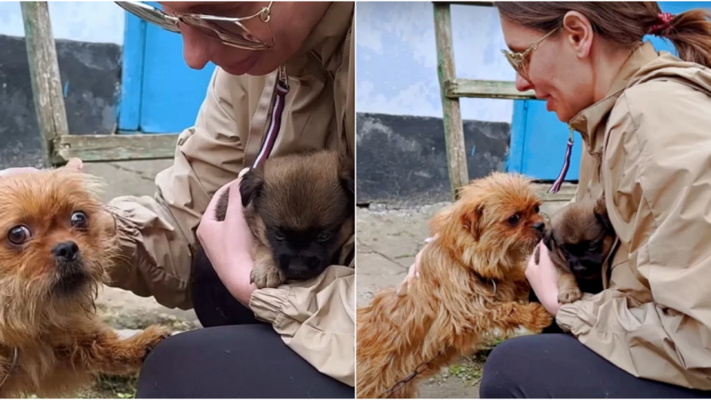 Heartwarming Tale of Unbreakable Bond: Chained Mama Dog’s Sacrifice for Her Last Living Pup