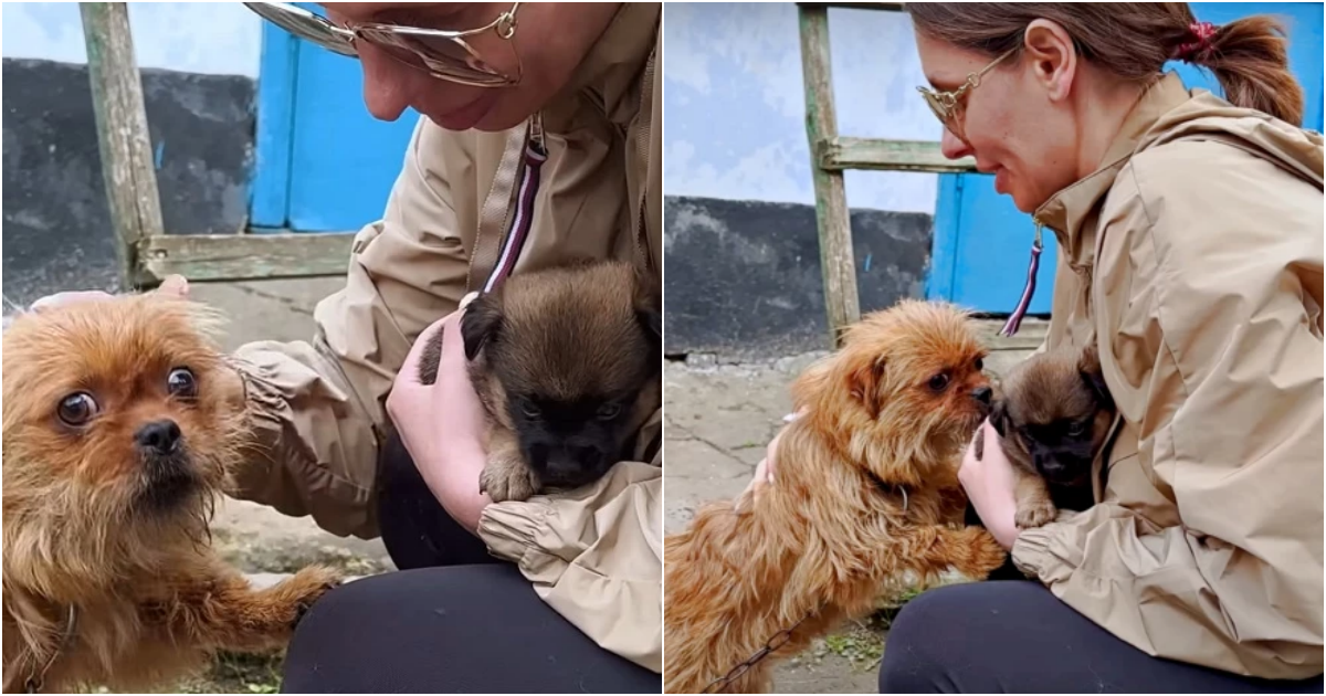 Heartwarming Tale of Unbreakable Bond: Chained Mama Dog’s Sacrifice for Her Last Living Pup