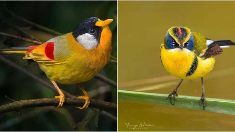 Unveiling the Enchantment: Exploring the Allure of the Many-Coloured Rush Tyrant Bird