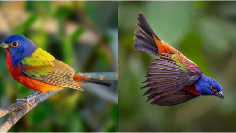 The Enchanting Painted Bunting: A Symphony of Colors and Ecological Significance