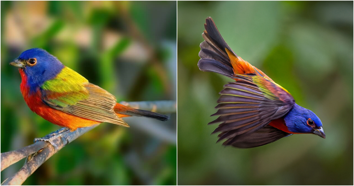 The Enchanting Painted Bunting: A Symphony of Colors and Ecological Significance