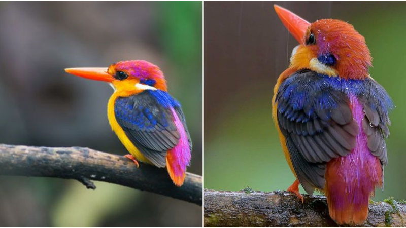 The Enchanting World of the Dwarf Kingfisher: A Colorful Marvel with Unique Foraging Tactics