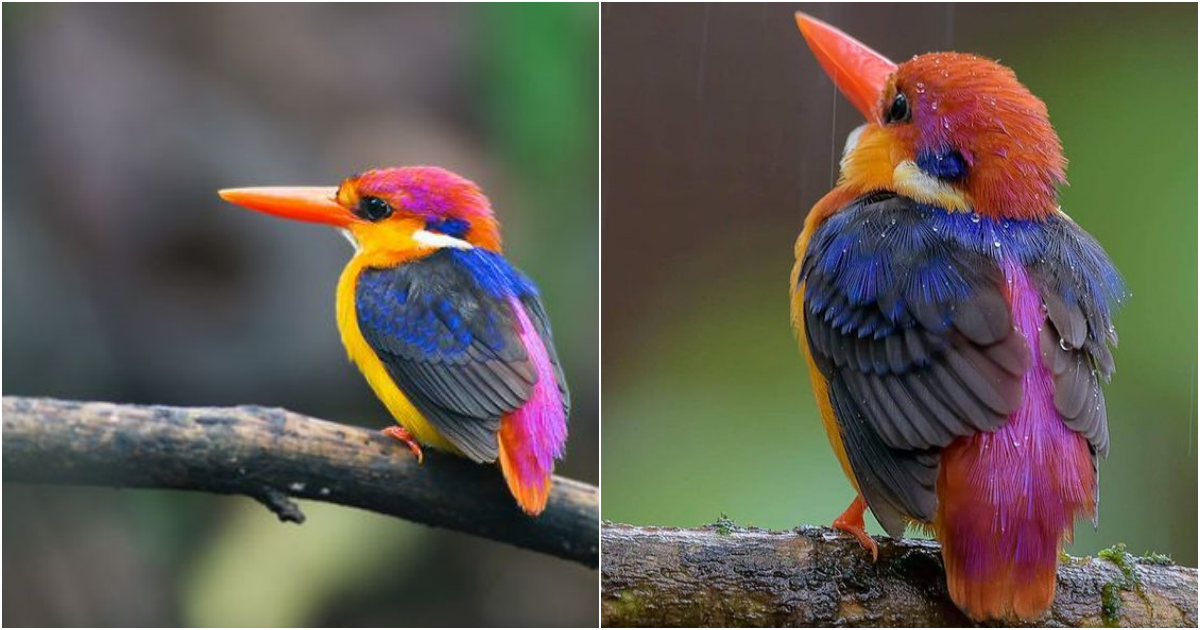 The Enchanting World of the Dwarf Kingfisher: A Colorful Marvel with Unique Foraging Tactics