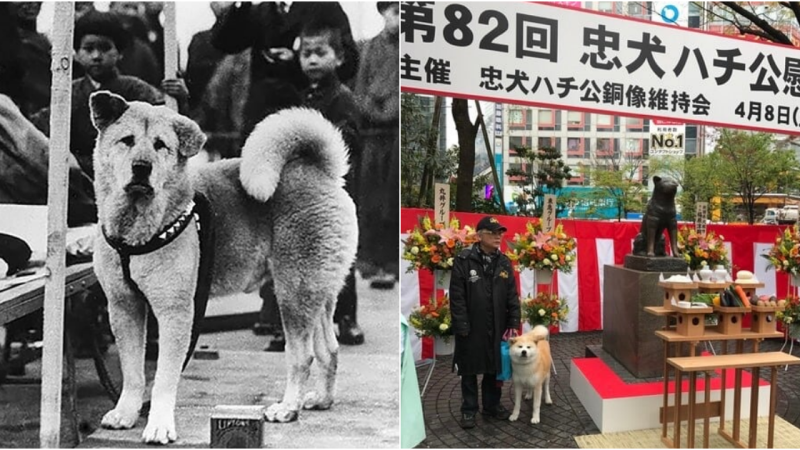 Eternal Devotion: The Inspiring Tale of Hachiko, The World’s Most Famous and Loyal Dog