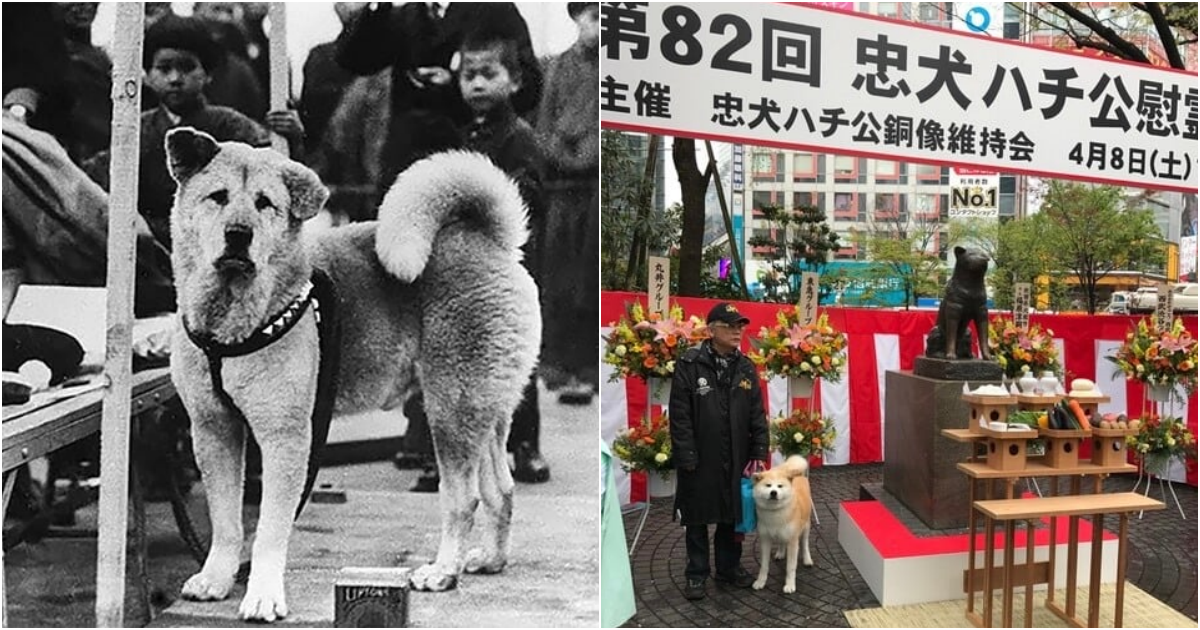 Eternal Devotion: The Inspiring Tale of Hachiko, The World’s Most Famous and Loyal Dog