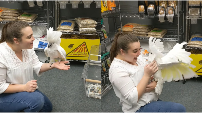 Heartwarming Reunion: Tofu the Cockatoo’s Emotional Homecoming