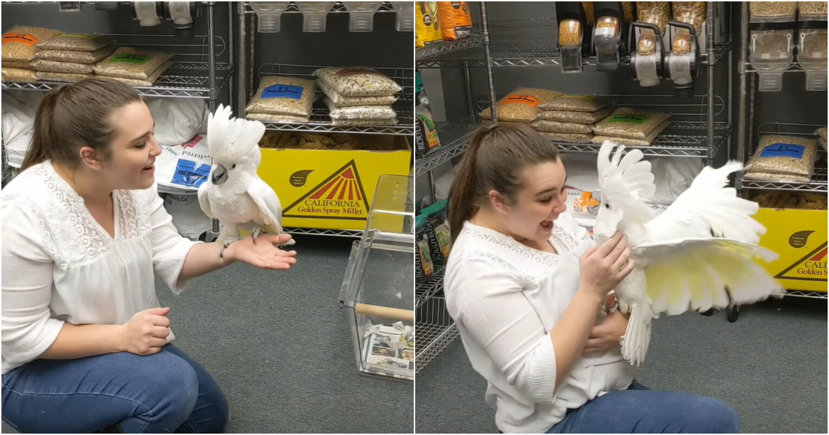 Heartwarming Reunion: Tofu the Cockatoo’s Emotional Homecoming