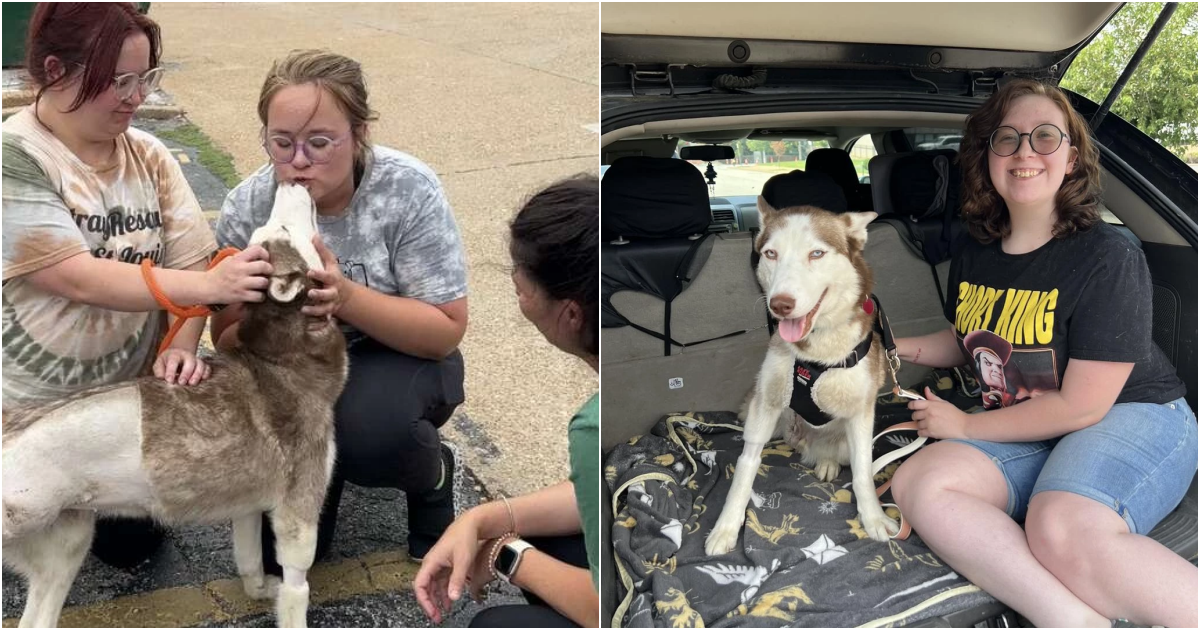 Heartwarming Tale of Resilience: Three-Legged Dog’s Overflowing Gratitude Through Kisses