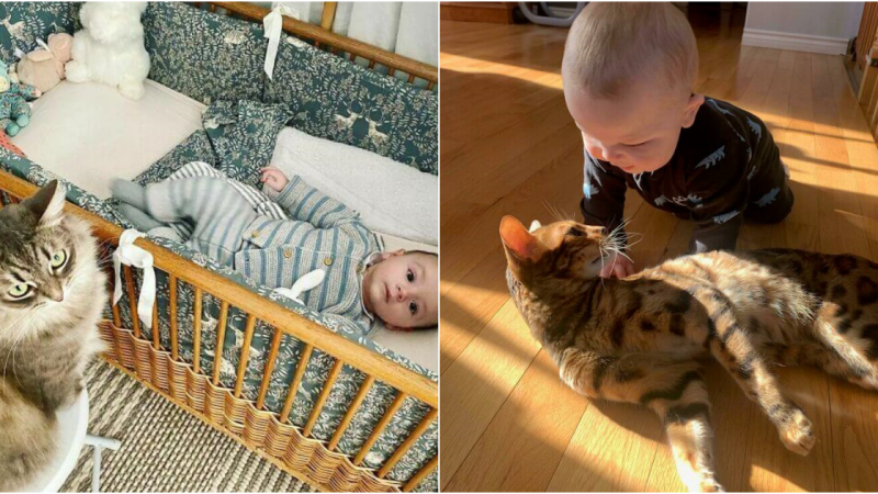 Pawsitively Adorable: Cats as Surprisingly Awesome Babysitters