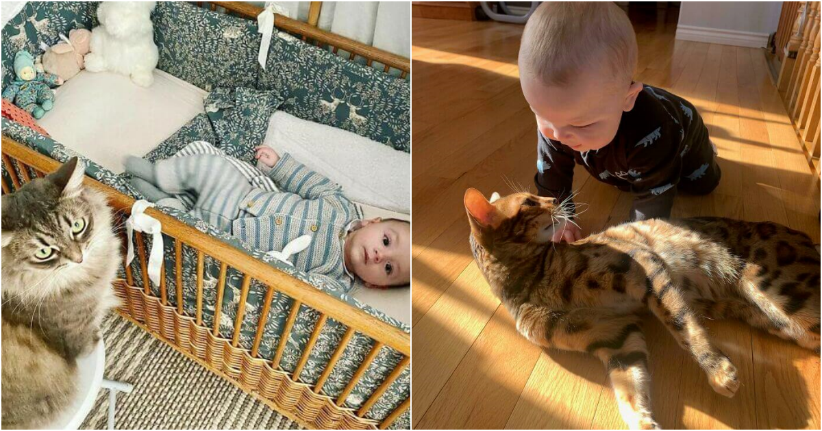 Pawsitively Adorable: Cats as Surprisingly Awesome Babysitters