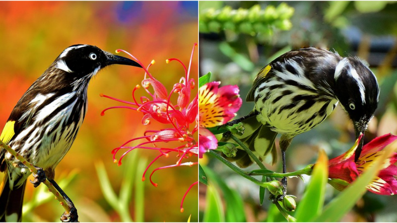 The Allure of Yellow-Winged Elegance: Unveiling the Enigmatic New Holland Honeyeater