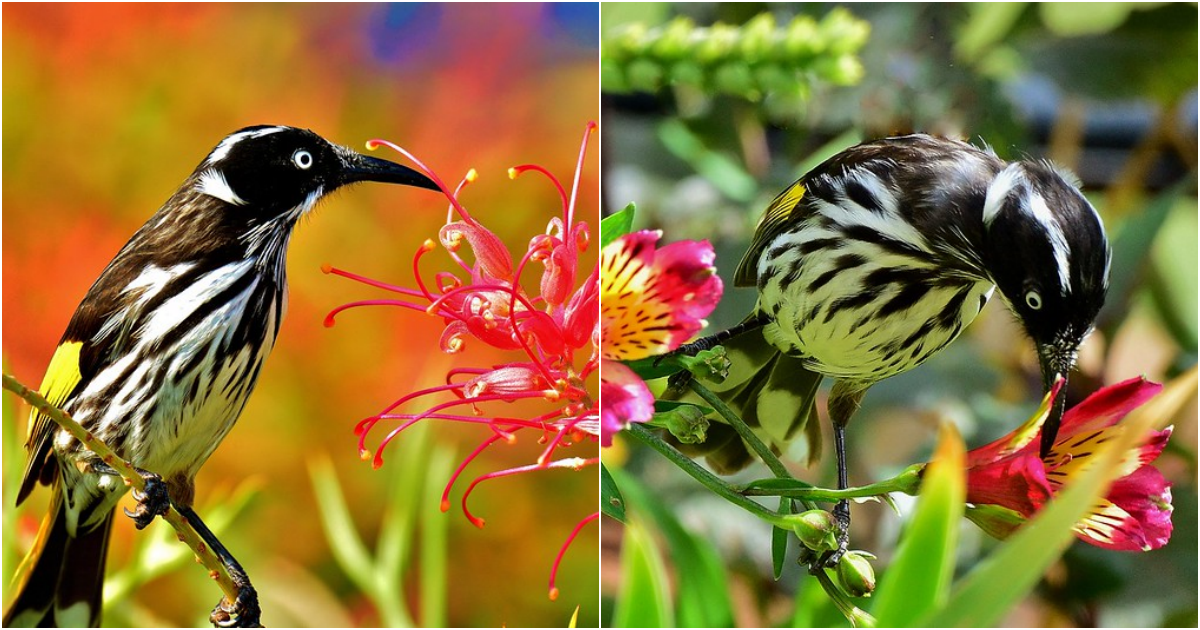 The Allure of Yellow-Winged Elegance: Unveiling the Enigmatic New Holland Honeyeater