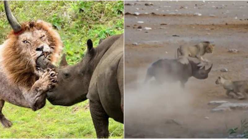 Dramatic Encounter: Pregnant Black Rhino Outsmarts Lions in Epic Battle for Survival