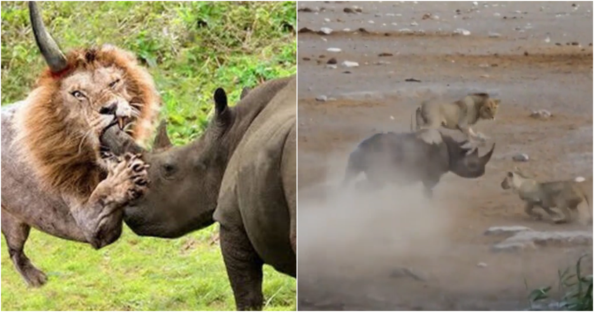 Dramatic Encounter: Pregnant Black Rhino Outsmarts Lions in Epic Battle for Survival