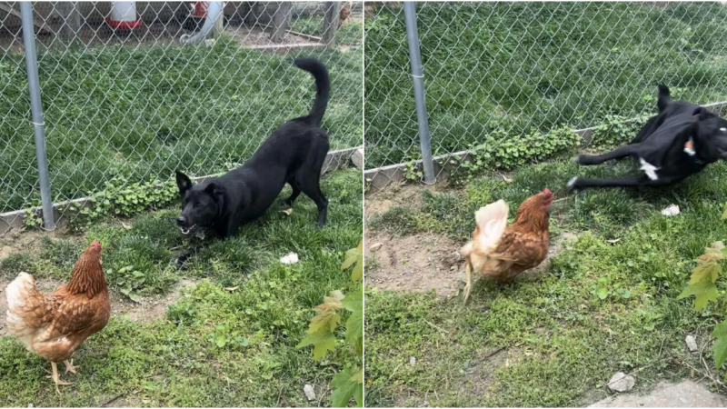 Ivy the Friendly Canine’s Comical Encounter with an Unconvinced Chicken