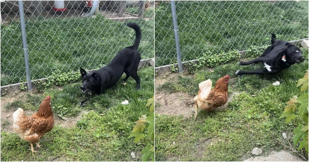 Ivy the Friendly Canine’s Comical Encounter with an Unconvinced Chicken