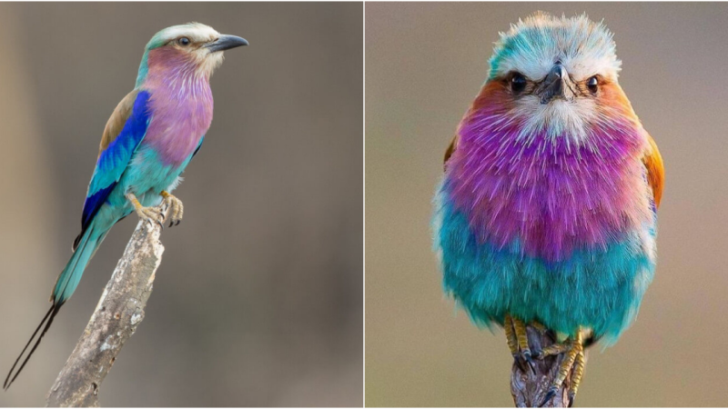 A Glimpse of Africa’s Living Rainbow: The Enchanting Lilac-Breasted Roller Bird