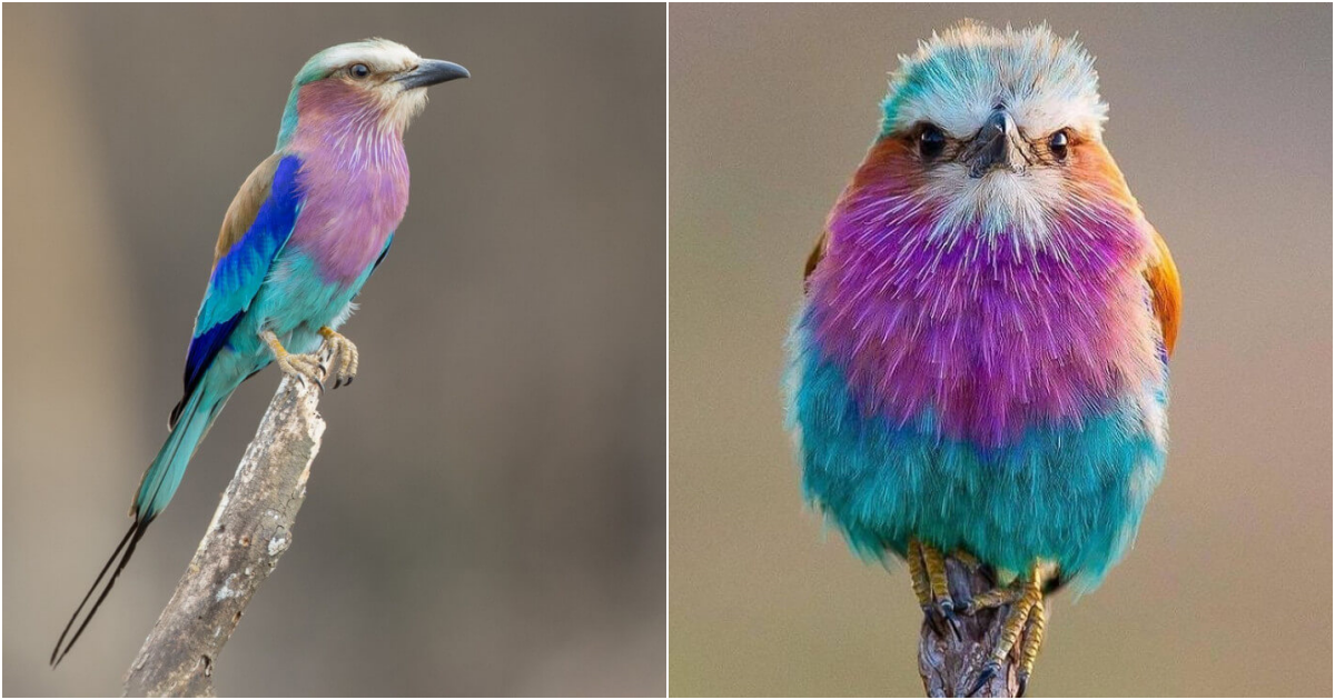 A Glimpse of Africa’s Living Rainbow: The Enchanting Lilac-Breasted Roller Bird