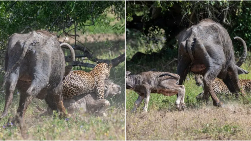 Brave Buffalo Defends Vulnerable Calf Against Sri Lankan Leopard Attack