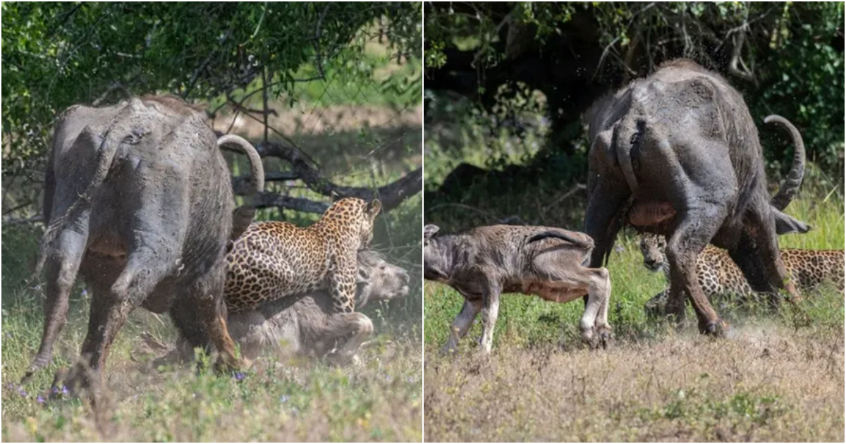 Brave Buffalo Defends Vulnerable Calf Against Sri Lankan Leopard Attack