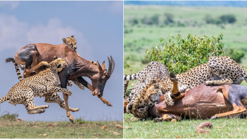 Intense Chase in Maasai Mara: Cheetah Coalition’s Last Stand