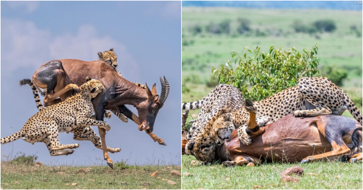 Intense Chase in Maasai Mara: Cheetah Coalition’s Last Stand