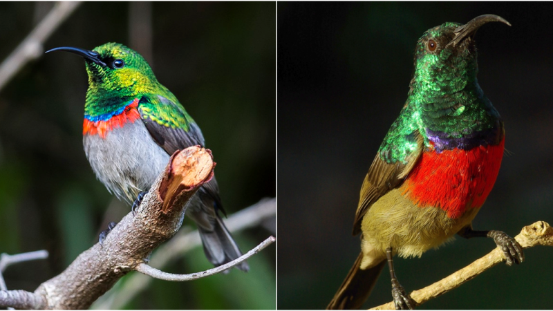 Jewels of the Woods: Unveiling the Mesmerizing Southern Double-collared Sunbird