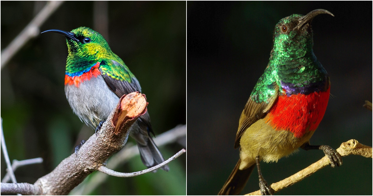 Jewels of the Woods: Unveiling the Mesmerizing Southern Double-collared Sunbird