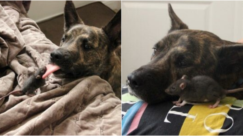 An Unlikely Bond: The Heartwarming Friendship Between Riff the Rat and Osiris the Dutch Shepherd