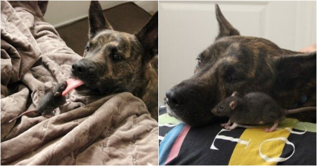 An Unlikely Bond: The Heartwarming Friendship Between Riff the Rat and Osiris the Dutch Shepherd