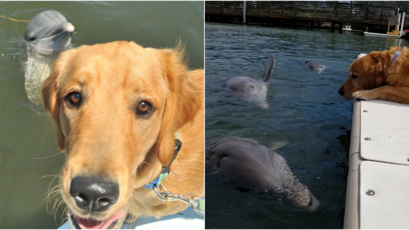 Dolphin and Golden Retriever: An Unlikely Friendship Captures Hearts Online